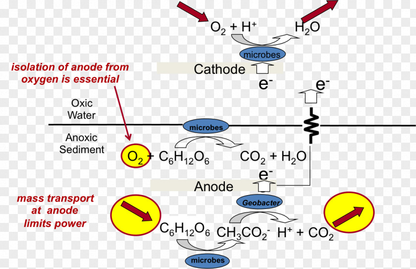 Organic Matter Bioelectrochemical Reactor Liquid Diatom PNG