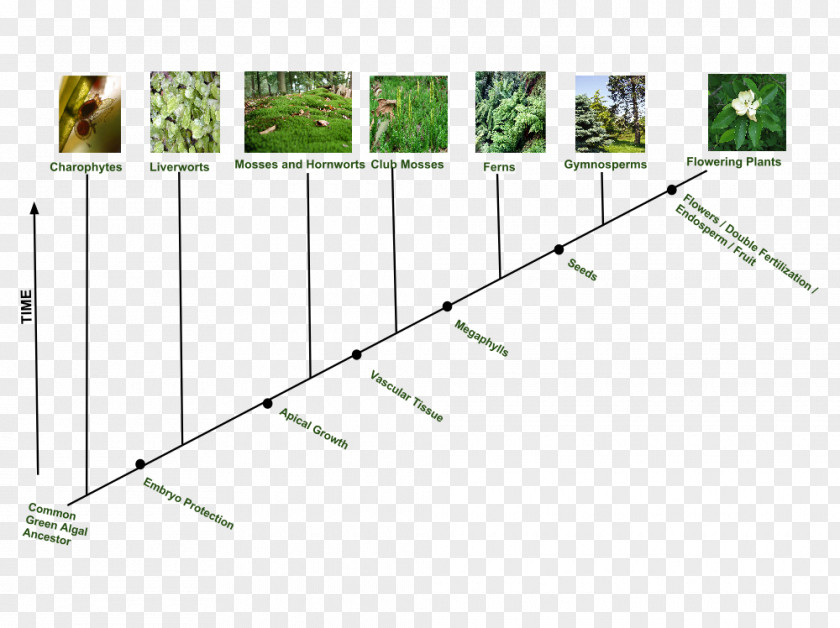 Tree Timeline Flowering Plant Evolutionary History Of Plants Spore PNG