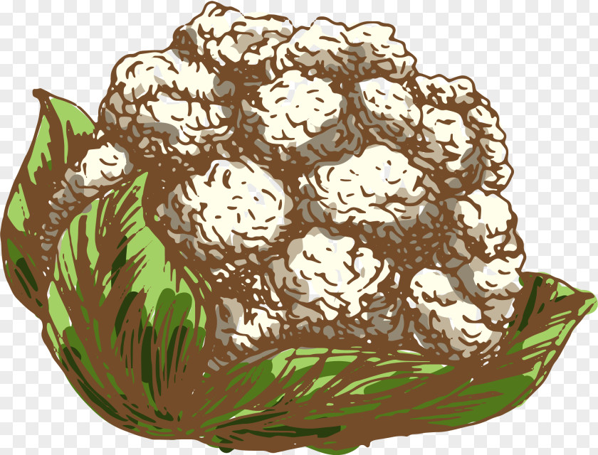 Vector White Cauliflower Drawing Vegetable Illustration PNG