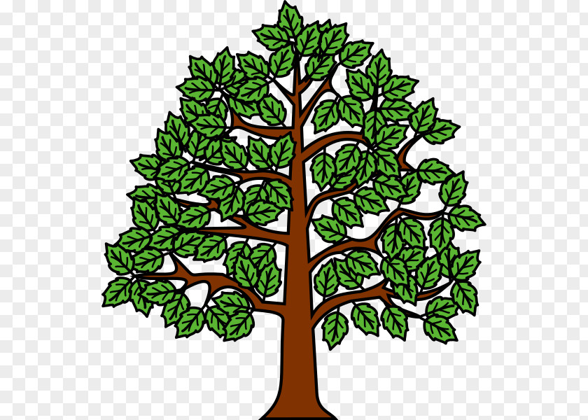 Beech Tree Heraldry European Heràldica Catalana Clip Art PNG