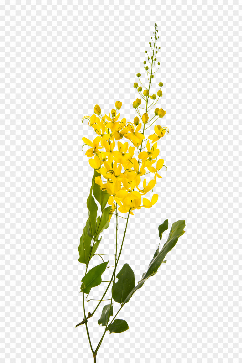 Camphor Golden Shower Tree Flower Yellow Stock Photography Plant PNG
