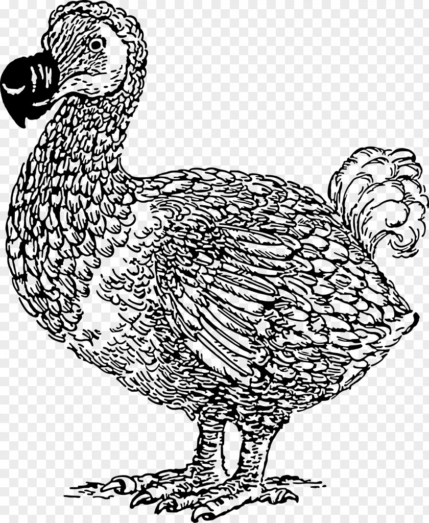 Dodo Clip Art PNG