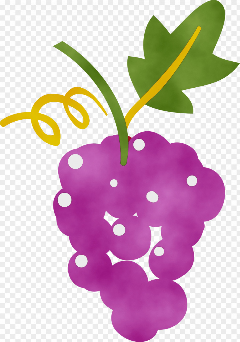 Grape Leaf Purple Plant Structure Biology PNG