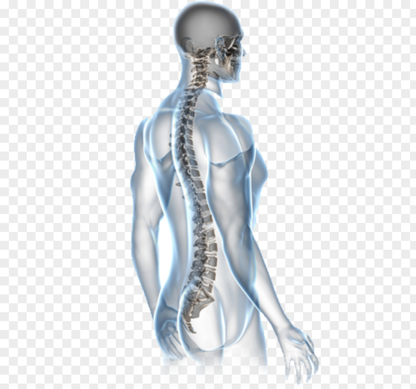 Health Back Pain Surgery Human Vertebral Column Chiropractic PNG