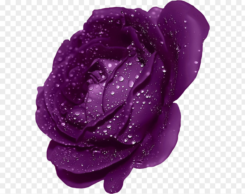 Purple Rose With Dew Clipart Blue Mobile Phone Wallpaper PNG