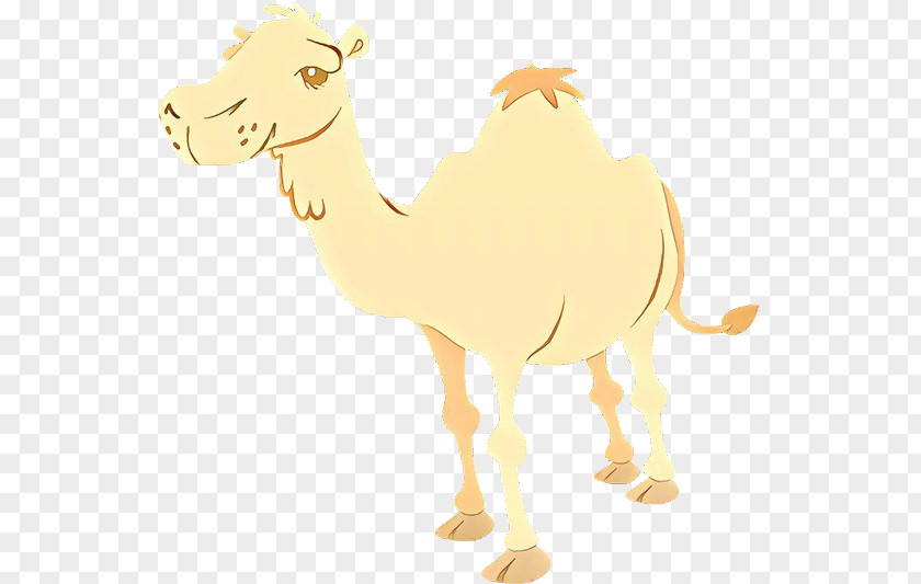 Camel Camelid Arabian Cartoon Livestock PNG