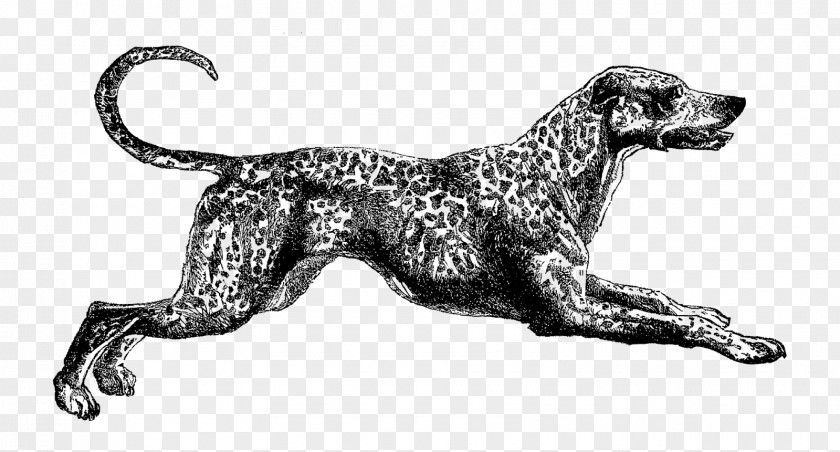 Dogs Clipart Dog Breed Dalmatian Sporting Group Spaniel Retriever PNG