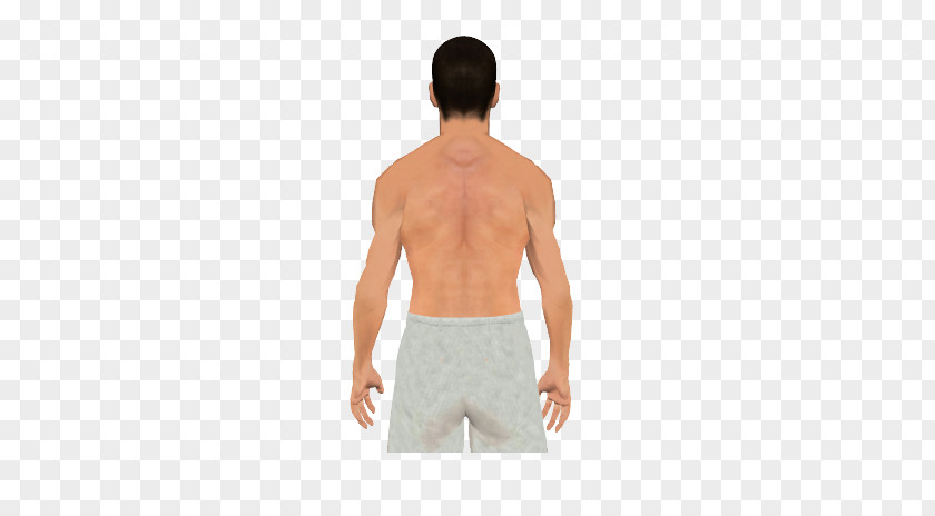 Latissimus Dorsi Hip Shoulder Muscle Teres Major Minor PNG