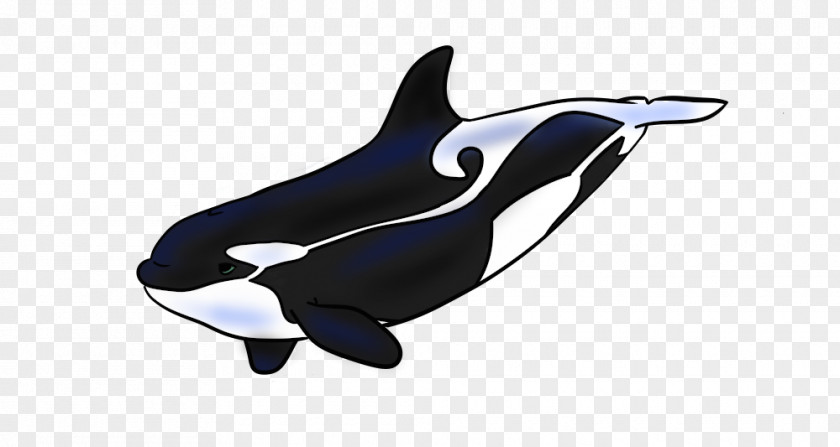 Dolphin Killer Whale White-beaked Cetacea PNG