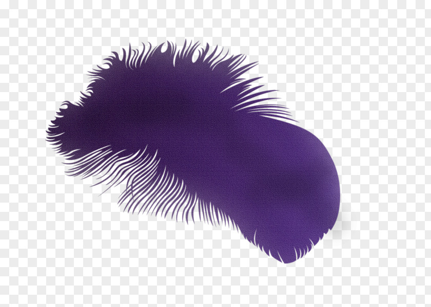 Feather Download Clip Art PNG