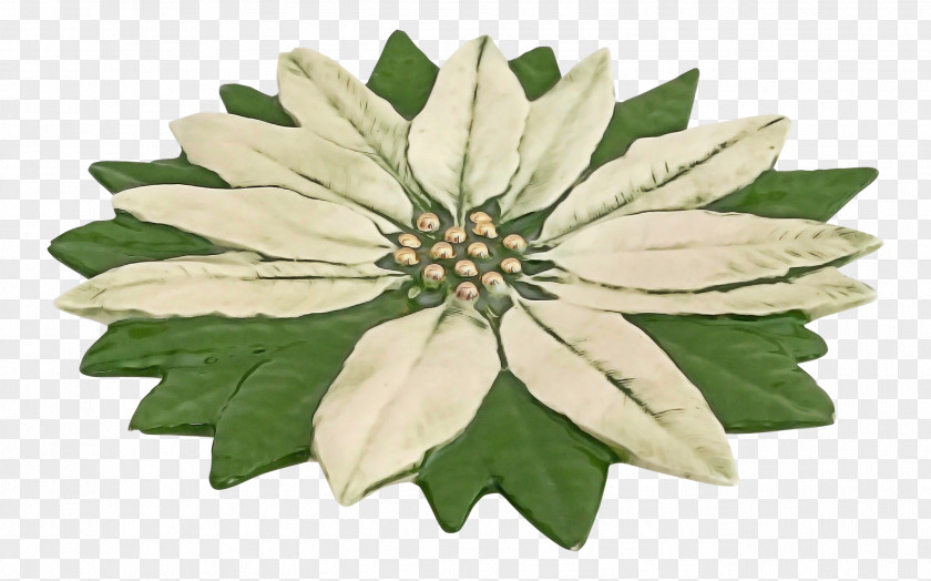 Flower Plant Leaf Petal Edelweiss PNG