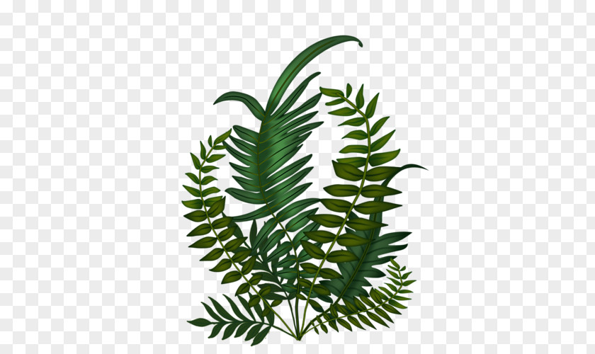 Leaf Fern Tree Plant Stem Plants PNG