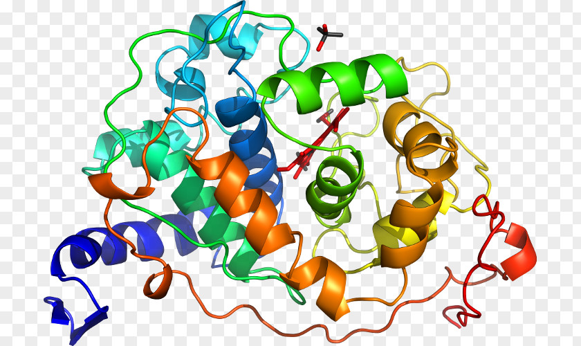 Peroxidase Protein Superfamily Gene Duplication Organism Clip Art PNG