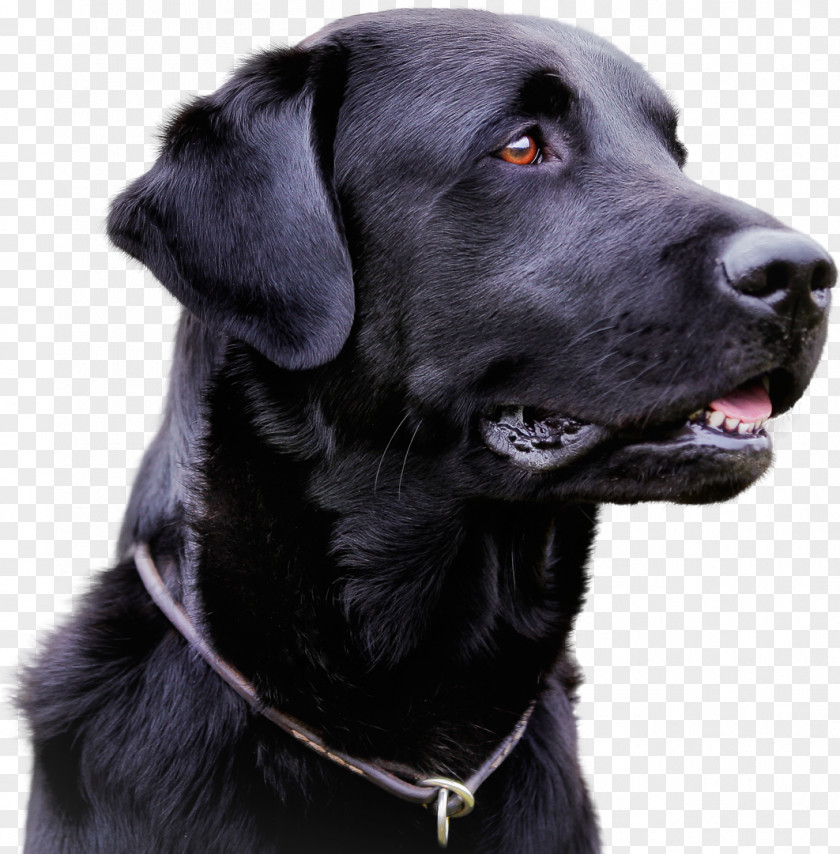 Puppy Labrador Retriever Infectious Canine Hepatitis Infection Distemper Parvovirus PNG