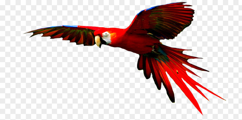 Scarlet Macaw Parrot Hyacinth Bird PNG