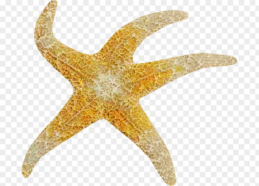 Starfish Download PNG