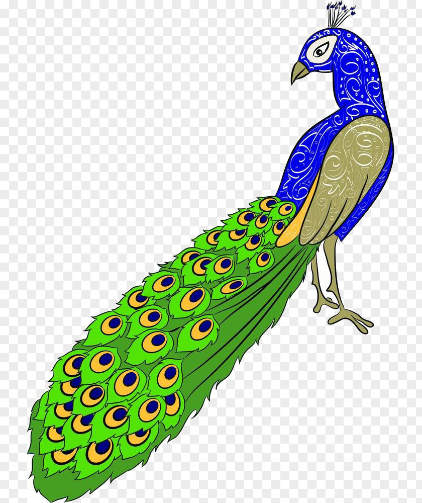 Cartoon Peacock Material Drawing Peafowl Royalty-free Clip Art PNG