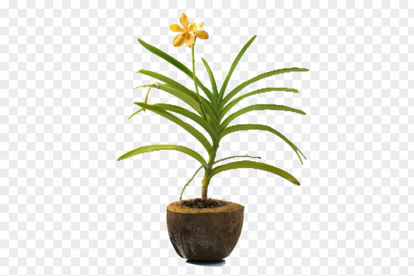 Coconut Husk Arecaceae Flowerpot Leaf Houseplant Plant Stem PNG
