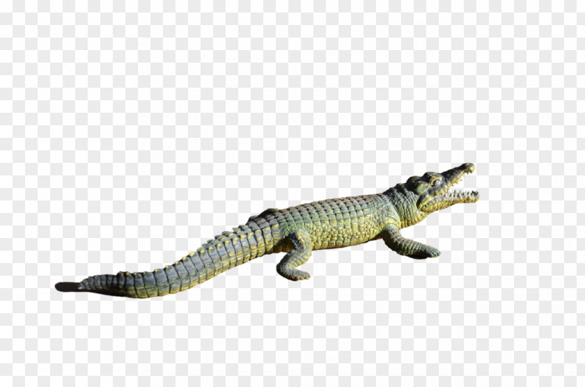 Crocodile Alligator Clip PNG