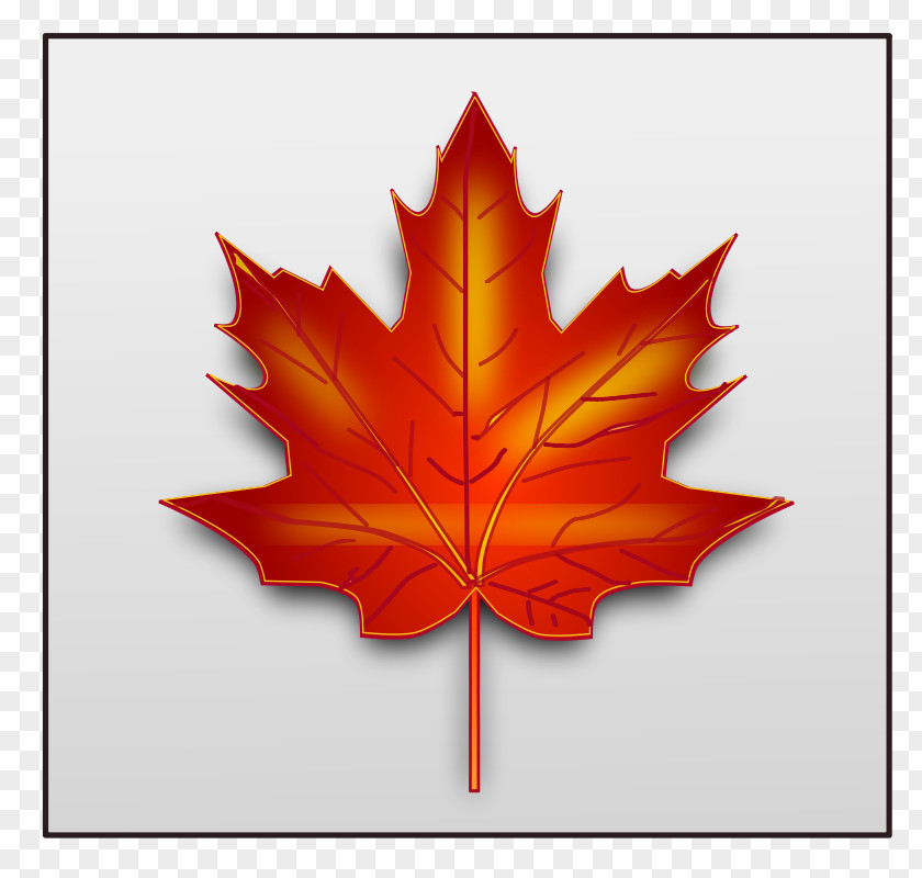 Fall Season Clipart Japanese Maple Leaf Clip Art PNG