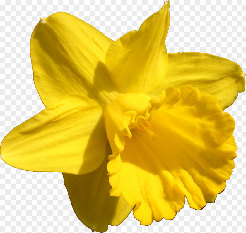 Flower Daffodil Ornamental Plant Desktop Wallpaper Metaphor PNG