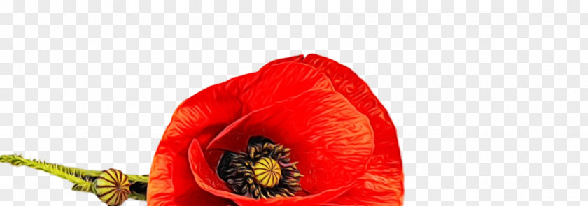 Flower Petal Coquelicot 0jc The Poppy Family PNG