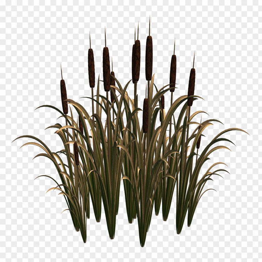 Scirpus Common Reed Clip Art PNG