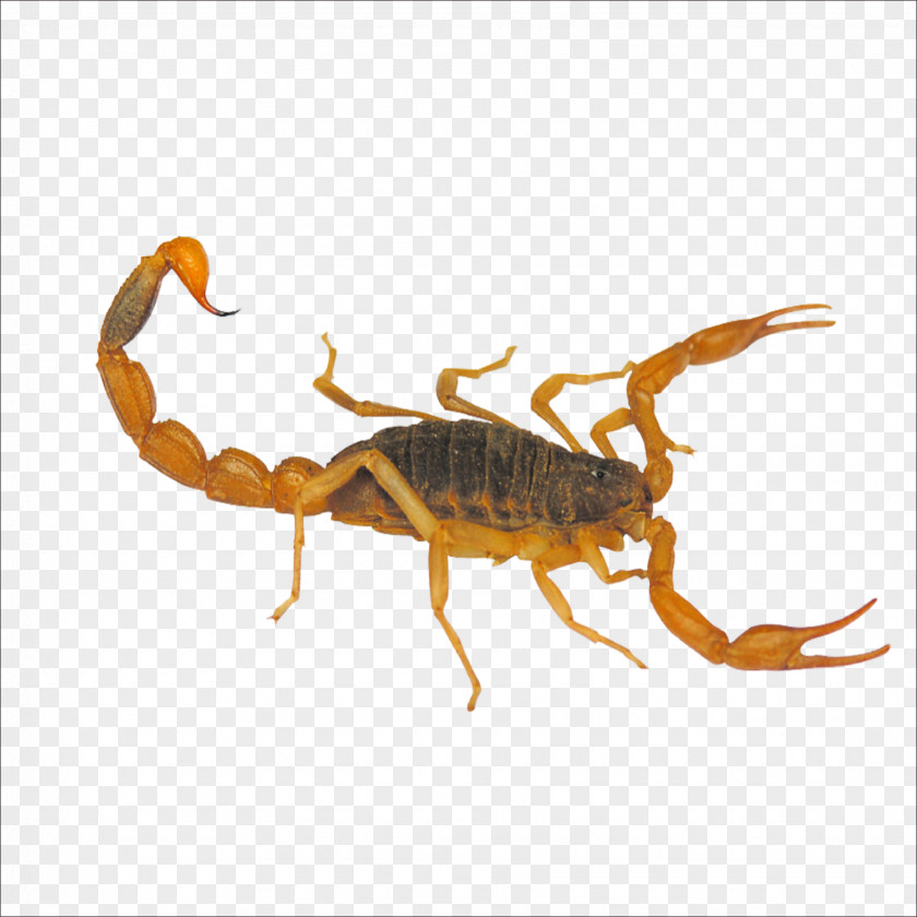 Scorpions Scorpion Yimeng Mountains Insect Mesobuthus Martensii Taobao PNG