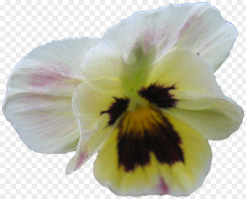 VIOLA Pansy Close-up PNG