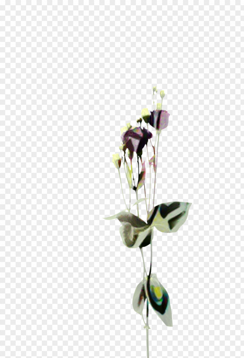 Bud Orchid Flowers Background PNG