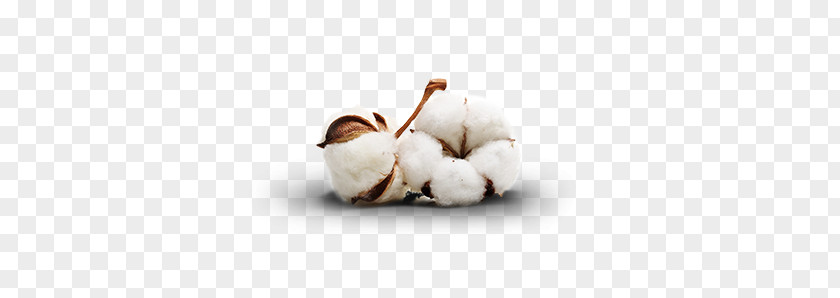 Cotton PNG clipart PNG