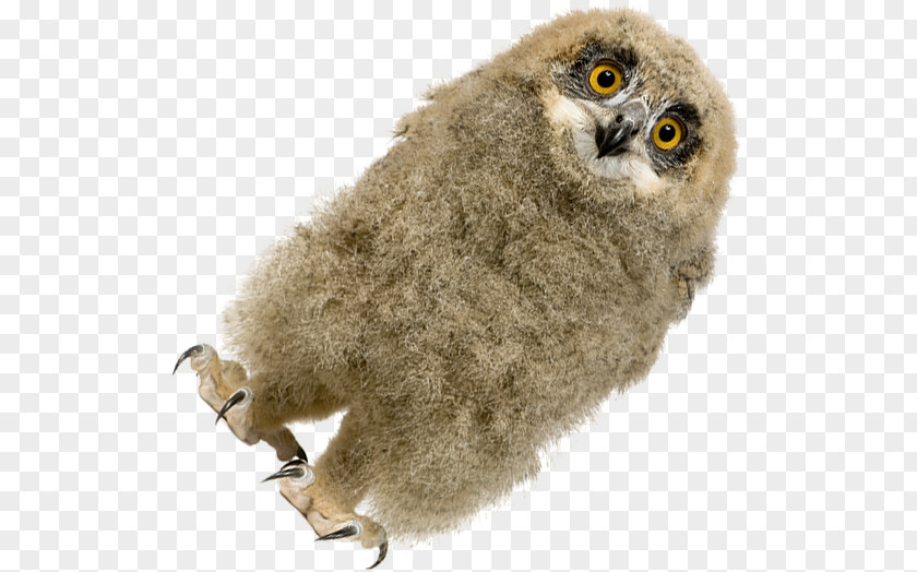 Tenders Owl Beak PNG