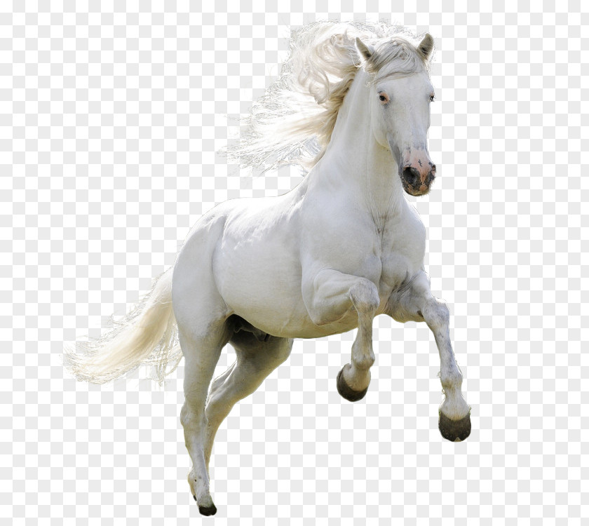 White Horse Jumping Mongolian Arabian Ferghana Akhal-Teke Pony PNG