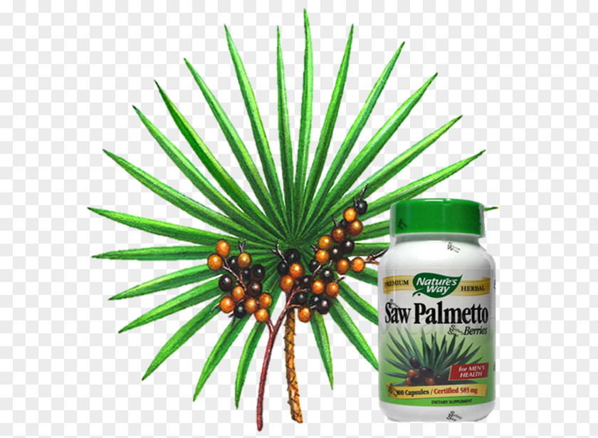 Arecaceae Saw Palmetto Extract Prostate Dihydrotestosterone PNG