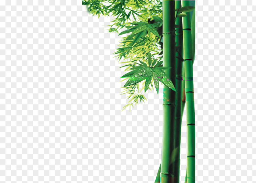 Bamboo Bamboe Computer File PNG