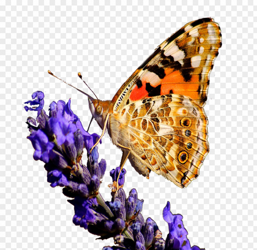 Butterfly And Flower Monarch Taobao Lycaenidae PNG