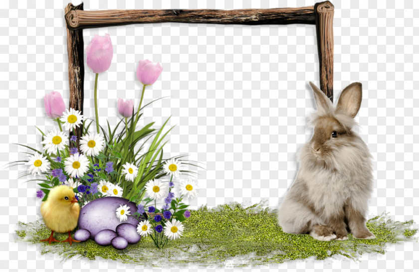 Easter Domestic Rabbit Hare PNG