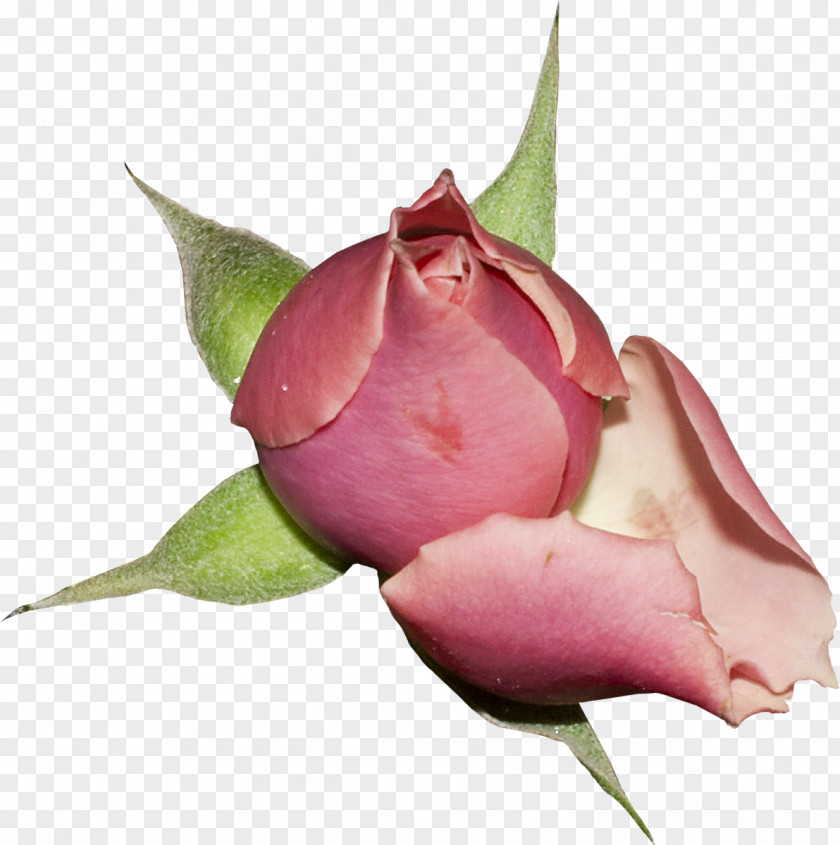 Flower Garden Roses Clip Art Cut Flowers Cabbage Rose PNG