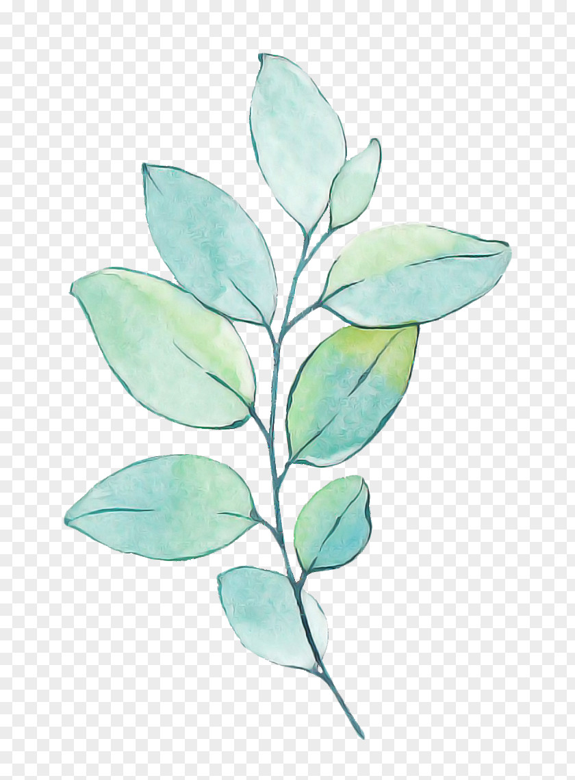 Plant Stem Leaf Turquoise Plants Science PNG