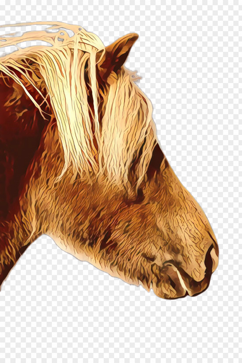 Stallion Livestock Mustang Mane Halter Snout Naturism PNG
