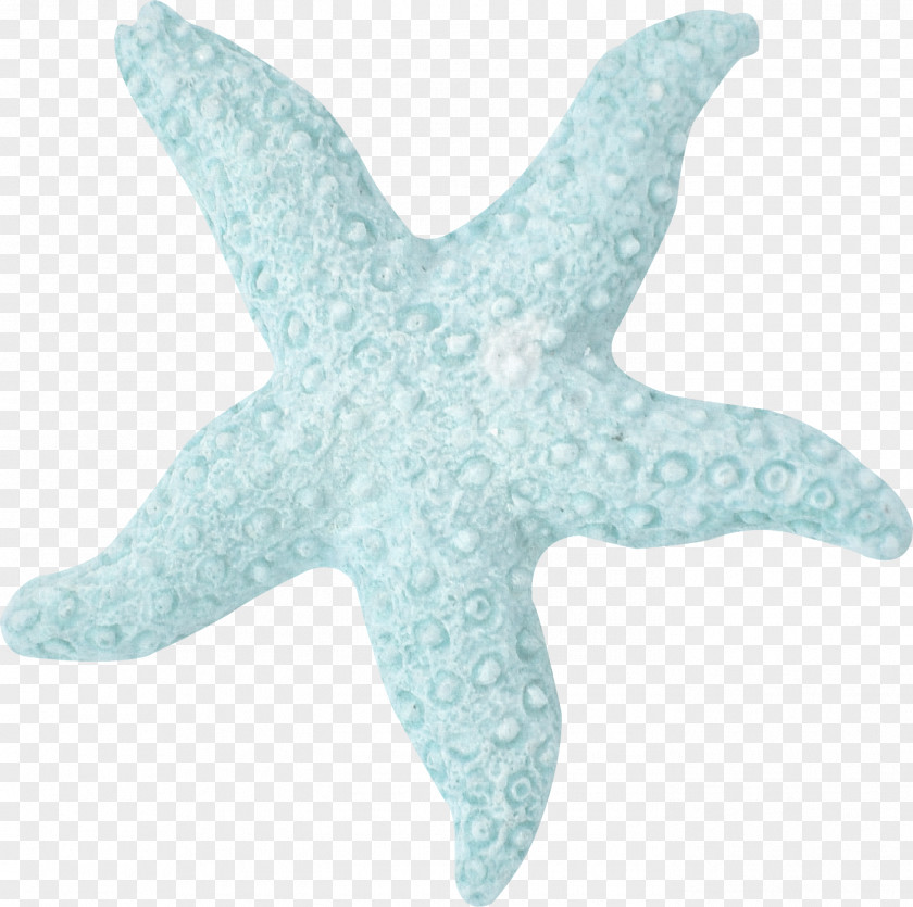 Starfish Fish Turquoise Biology Science PNG