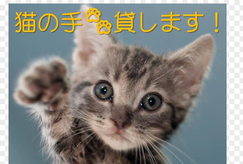 Cat Food Dog ガールズちゃんねる Pet PNG