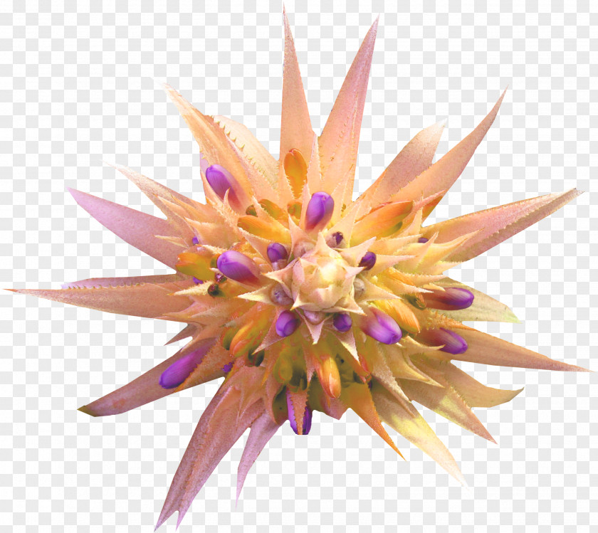 Cool Flowers PNG