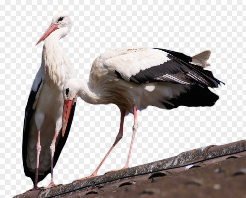 Crane Standing On The Roof Bird Ink Wash Painting PNG