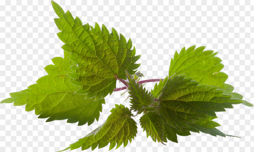 Thee Common Nettle Hair Oil Washing Herb PNG