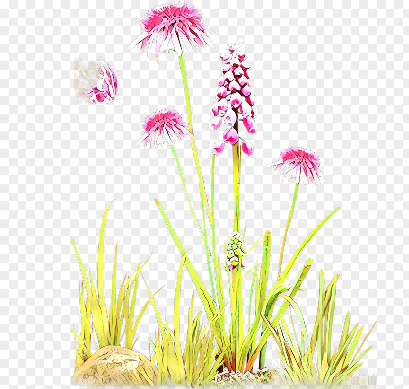 Wildflower Grass Family Flowering Plant Flower Aquarium Decor PNG