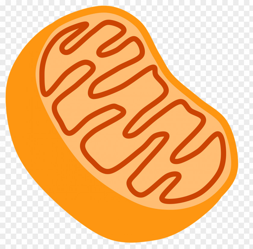 Holi Mitochondrion Organelle Cell Clip Art PNG