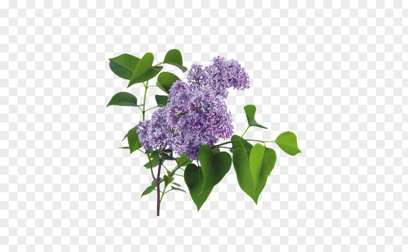 Lilacs Lilac Clip Art PNG