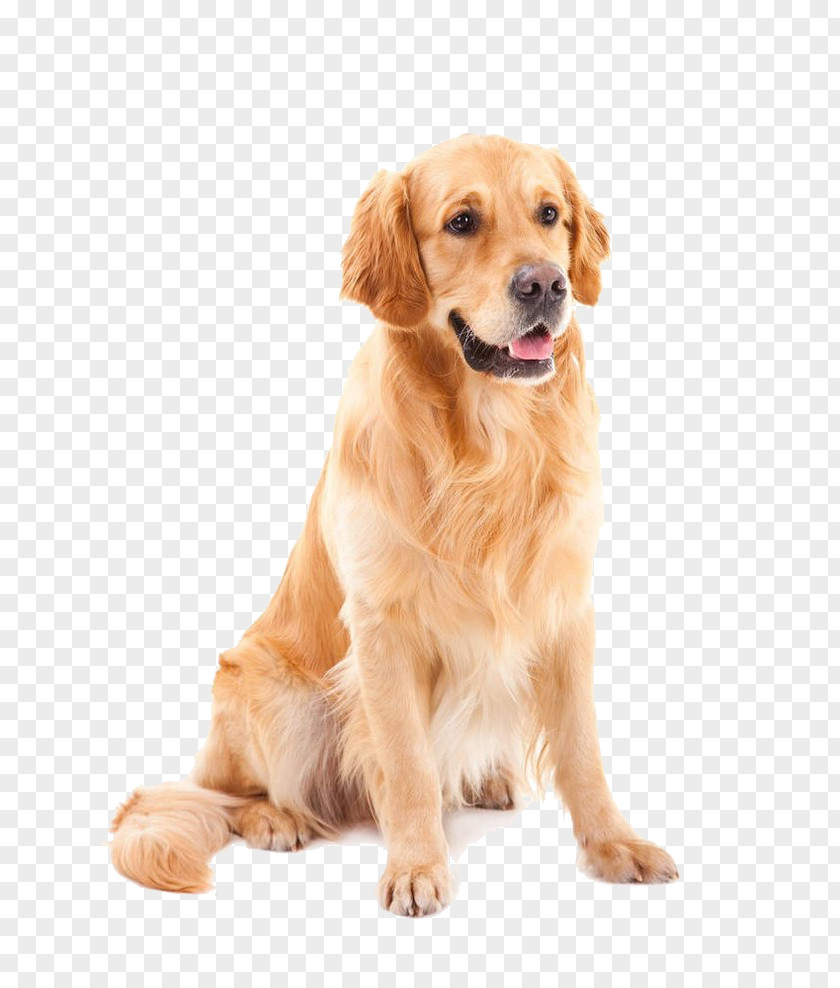 Pet Dog Golden Hair Retriever Goldendoodle Yorkshire Terrier Shih Tzu Poodle PNG