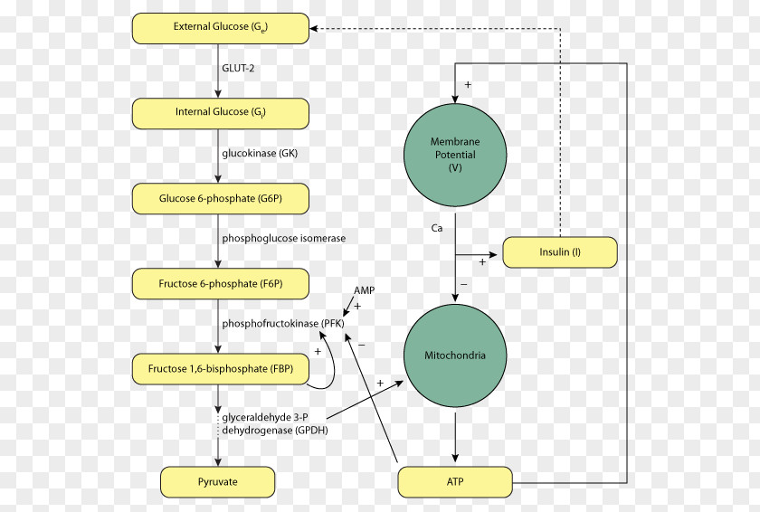 Reaction Control System Venn Diagram Insulin Schematic Cell PNG